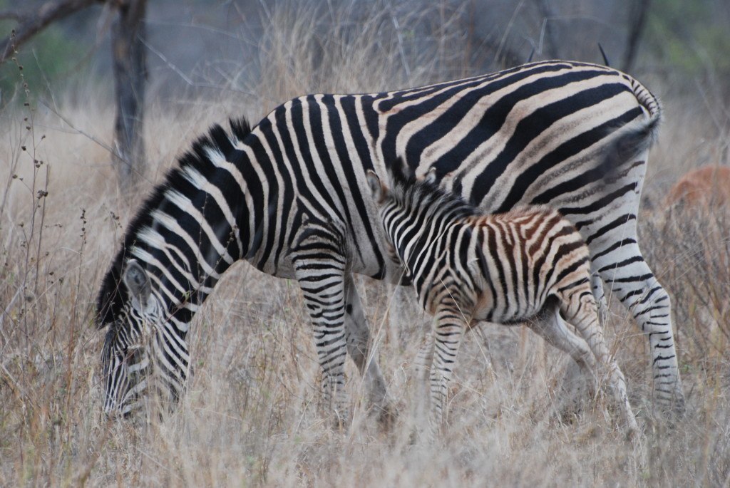 Mother and baby zebra in South Africa illustrate that it matters when you plan travel to the Southern Hemisphere so you will see the sights and have the weather you want.
