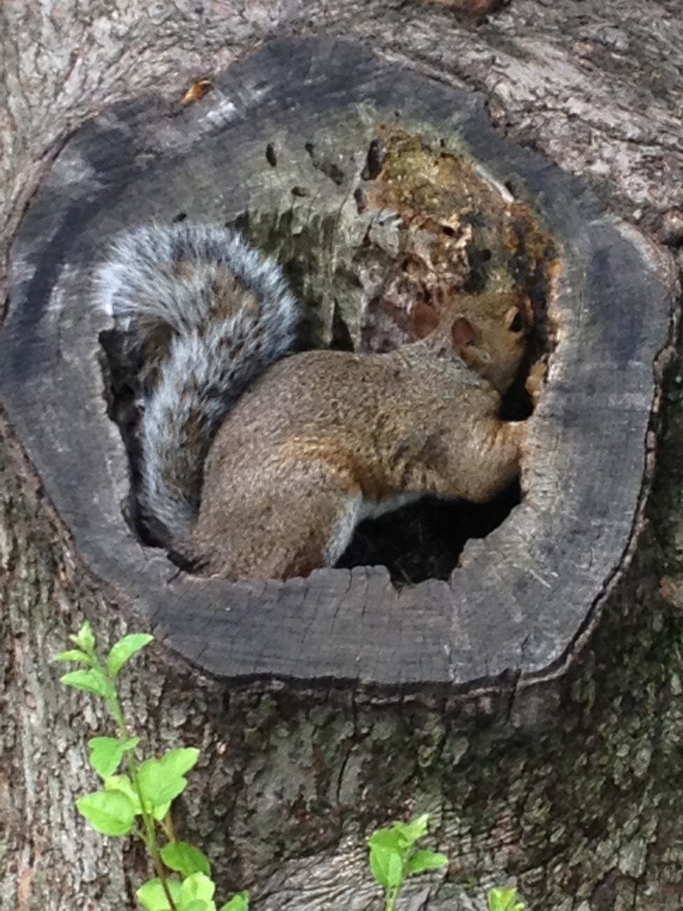 Squirrel in the Public Garden