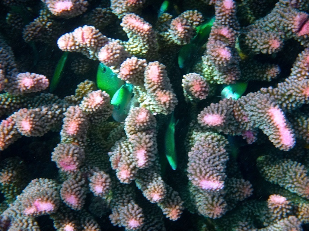 Soft coral reefs in Fiji