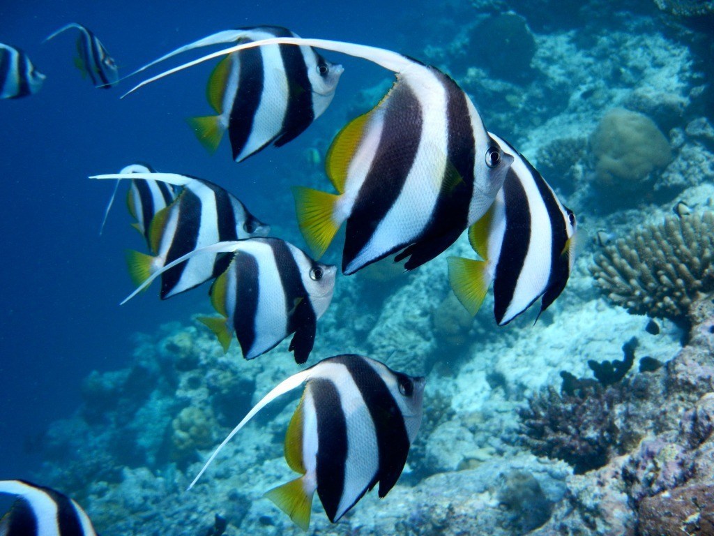 fish in the Maldives, Indian Ocean