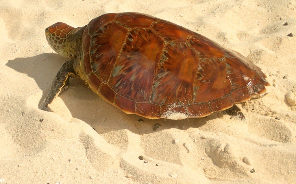 turtle in Fiji