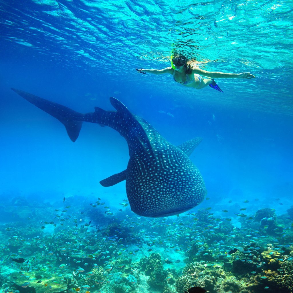 woman swimming with whale shark photo by Andrea Izzotti