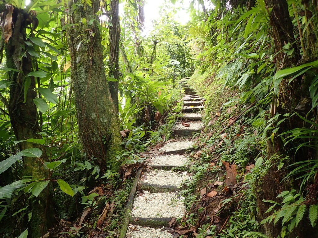 Trail to Wainbau Falls in Bouma National Heritage Park