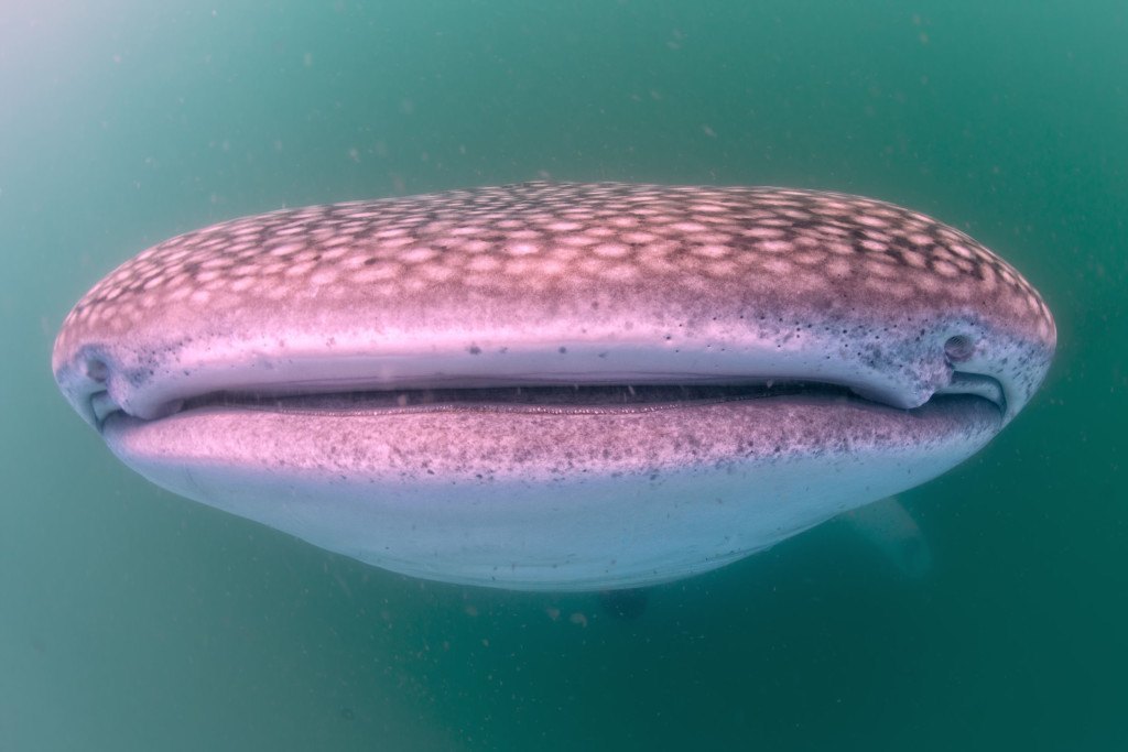 whale shark photo by Andrea Izzotti