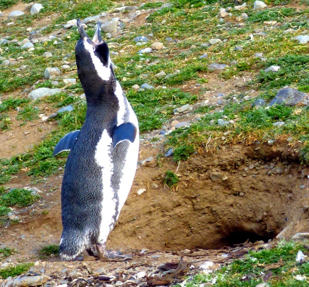 Magellan penguin in Patagonia