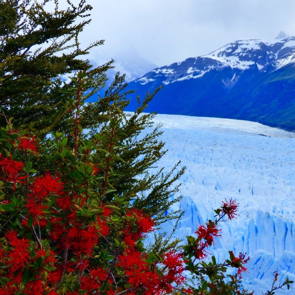 Trees and ice in vivid colors at Perito Moreno glacier outside El Calafate in Patagonia