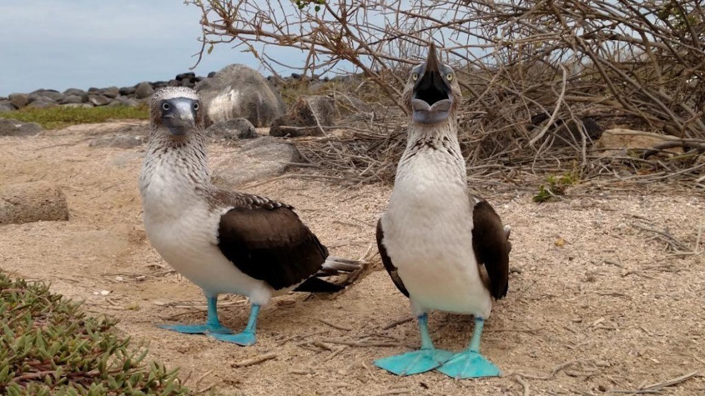 Blue-footed boobies - Rick Griffin photographer