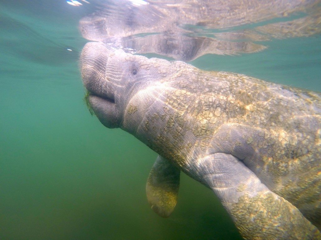 Do's and Don'ts When Meeting A Manatee in Crystal River, FL