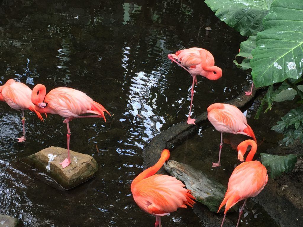 Flamingoes at the National Aviary in Pittsburgh