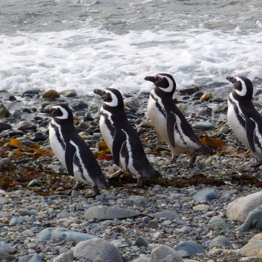 Magellanic penguins of Patagonia waiting for their mates to return