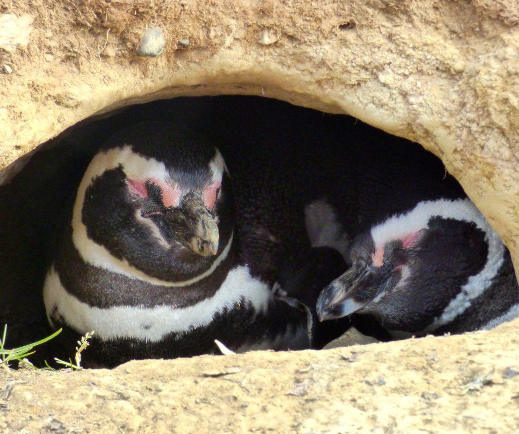 Magellanic penguins in a burrow in Patagonia