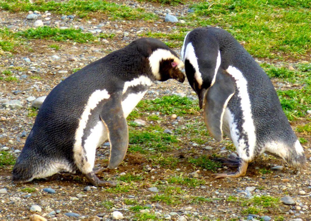 Magellanic penguins of Patagonia