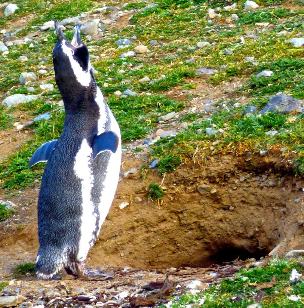 A Magellanic penguin of Patagonia braying for his mate