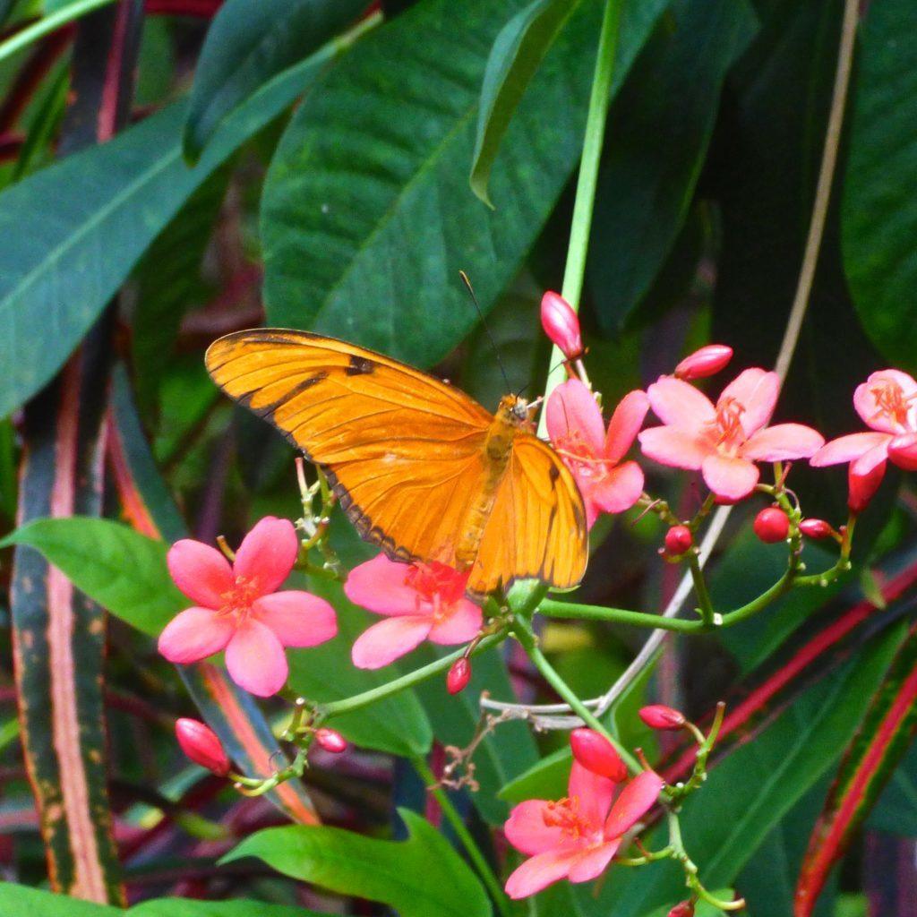 Butterfly in Phipps Conservatory, one of the top things to do in Pittsburgh
