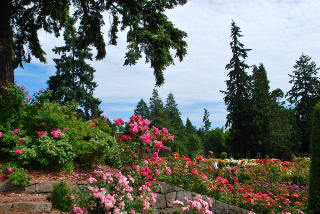 Portland's Rose Garden