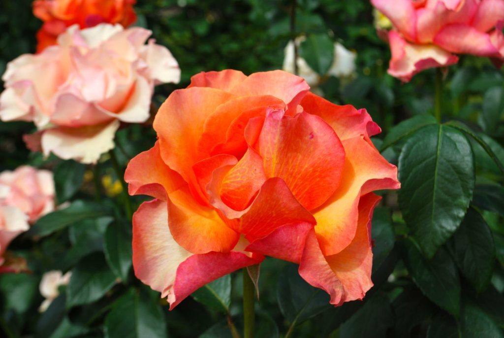 A rose in Portland Oregon's International Rose Test Garden 