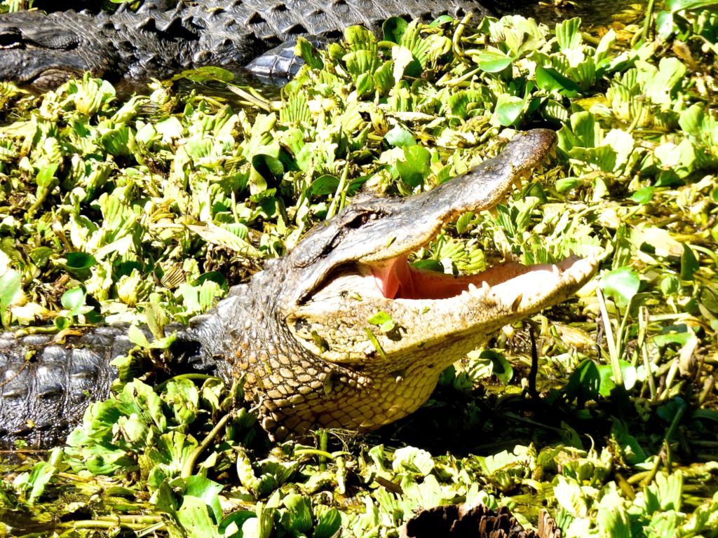 Nature in Southwest Florida Alligator at Corkscrew Swamp Sanctuary