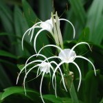 Singapore Botanic Gardens, photography, orchids