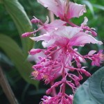 Singapore Botanic Gardens, photography,orchids