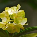 Singapore Botanic Gardens, photography,orchids