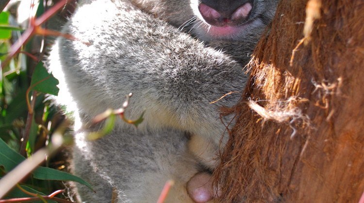 Koala testicles in trees and explaining family trees