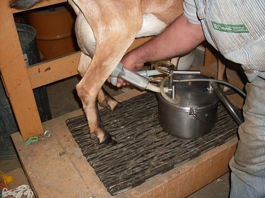 If you plan to use the restrooms in Tuscany, first learn to milk a goat’s teat