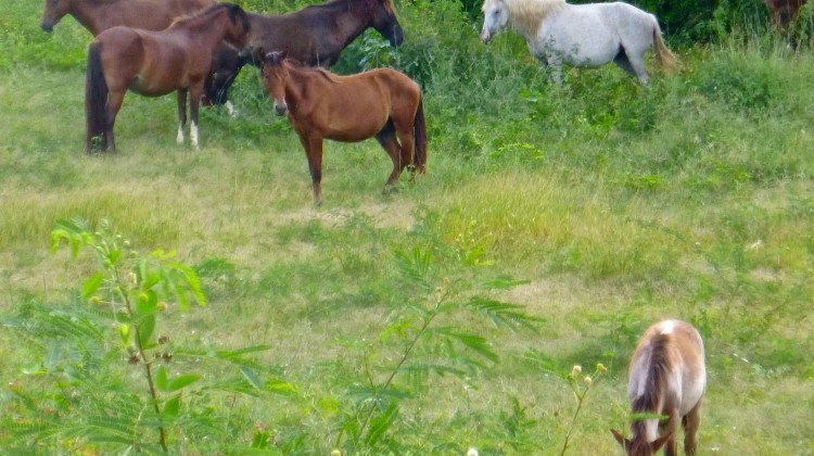 Take, Break but don’t Stake: Horses in Vieques, Puerto Rico