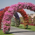Arches of petunias in the Dubai Miracle Garden