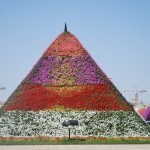 A petunia pyramid in the Dubai Miracle Garden