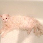 White cat in white bathtub