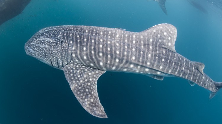 How to have a good experience swimming with Whale Sharks