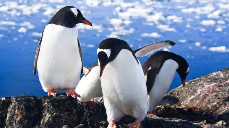 Why I was so excited about going to Antarctica with Quark Expeditions®