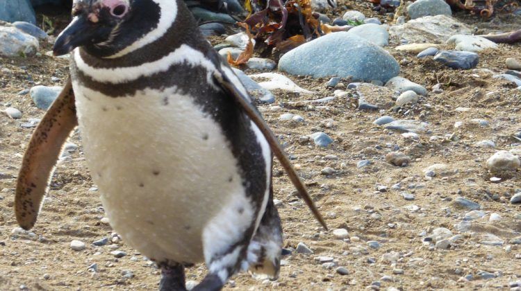 The Magellanic penguins of Patagonia and their mating habits